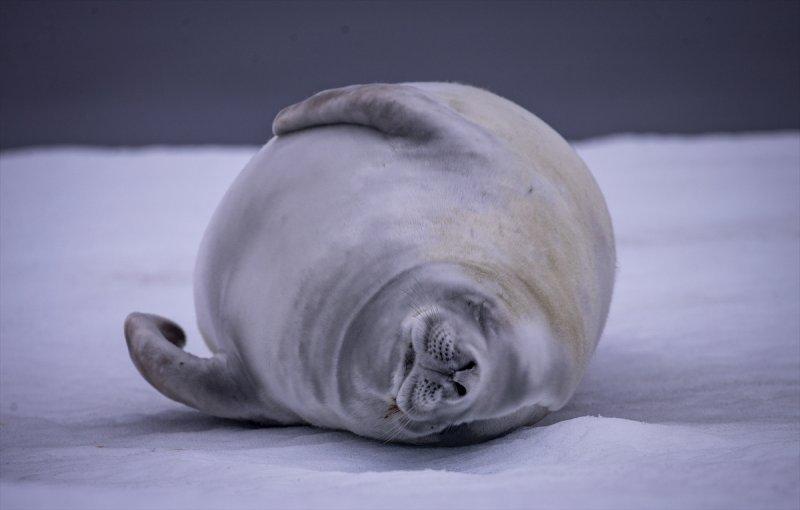 Kaşiflerin gözde noktası beyaz kıta Antarktika 