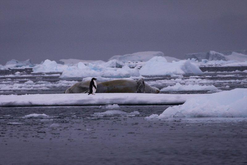 Kaşiflerin gözde noktası beyaz kıta Antarktika 