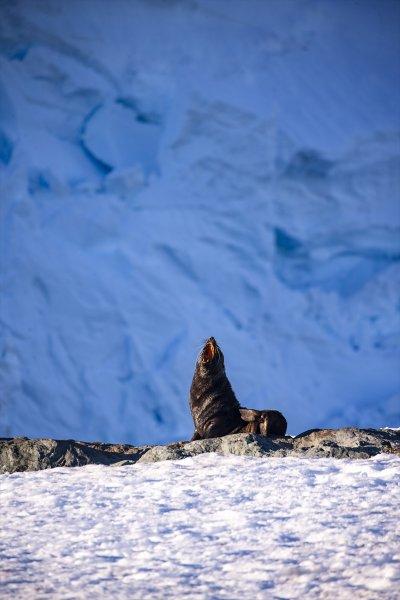 Kaşiflerin gözde noktası beyaz kıta Antarktika 
