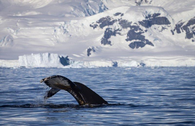 Kaşiflerin gözde noktası beyaz kıta Antarktika 