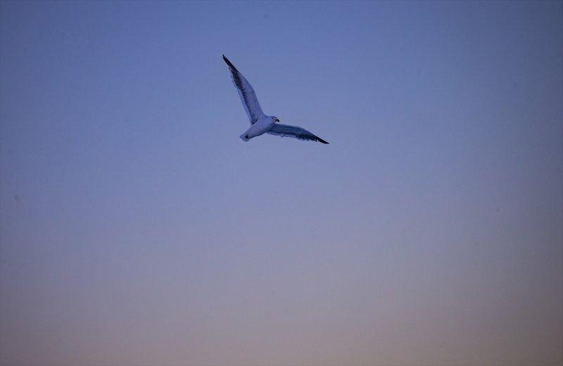 Kaşiflerin gözde noktası beyaz kıta Antarktika 