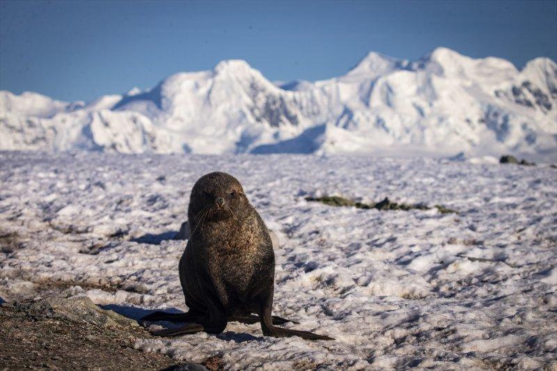 Kaşiflerin gözde noktası beyaz kıta Antarktika 