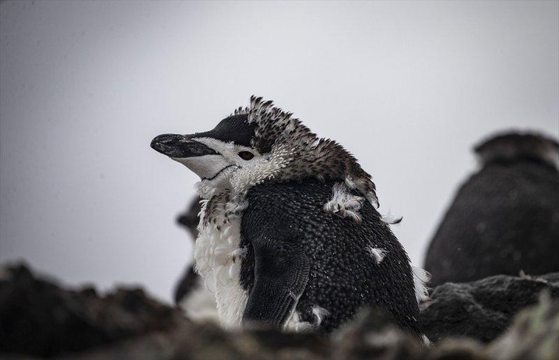 Kaşiflerin gözde noktası beyaz kıta Antarktika 