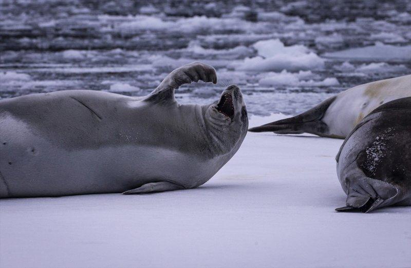 Kaşiflerin gözde noktası beyaz kıta Antarktika 