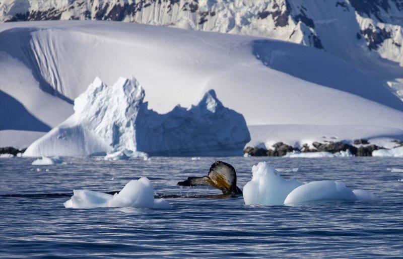 Kaşiflerin gözde noktası beyaz kıta Antarktika 