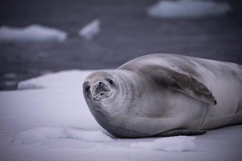 Kaşiflerin gözde noktası beyaz kıta Antarktika 