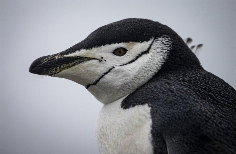 Kaşiflerin gözde noktası beyaz kıta Antarktika 