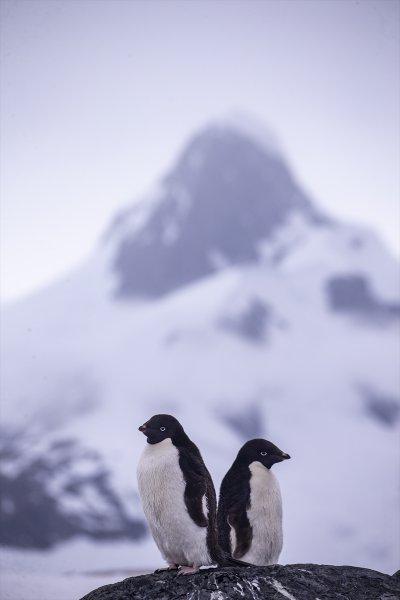 Kaşiflerin gözde noktası beyaz kıta Antarktika 