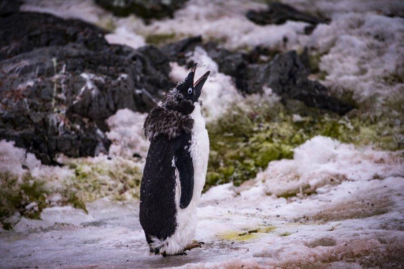 Kaşiflerin gözde noktası beyaz kıta Antarktika 