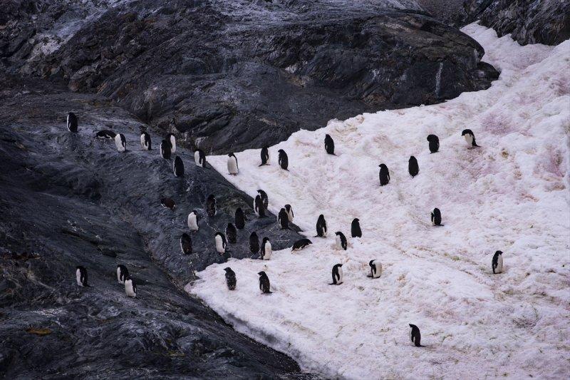 Kaşiflerin gözde noktası beyaz kıta Antarktika 