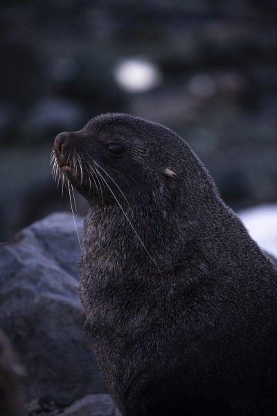 Kaşiflerin gözde noktası beyaz kıta Antarktika 