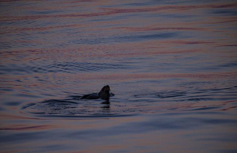 Kaşiflerin gözde noktası beyaz kıta Antarktika 