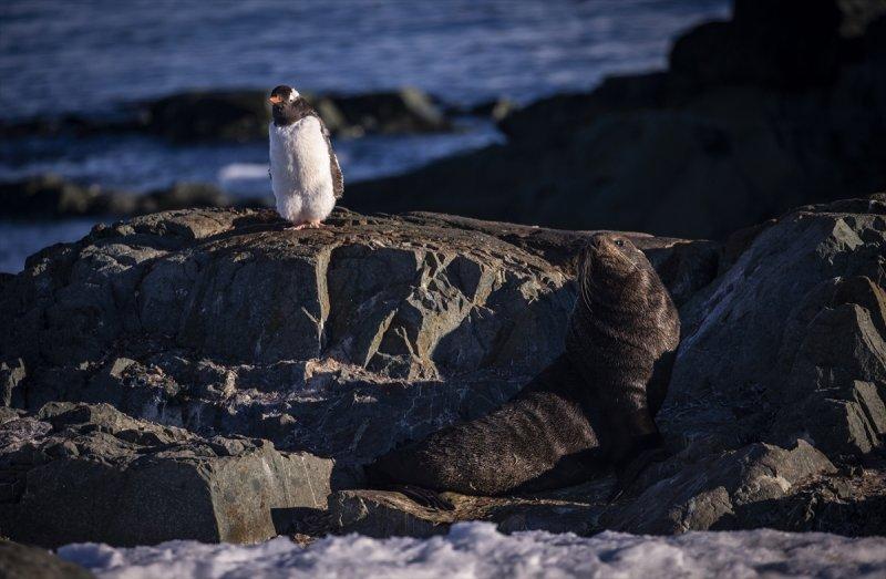 Kaşiflerin gözde noktası beyaz kıta Antarktika 