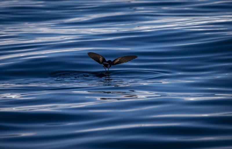 Kaşiflerin gözde noktası beyaz kıta Antarktika 