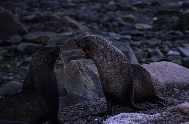 Kaşiflerin gözde noktası beyaz kıta Antarktika 