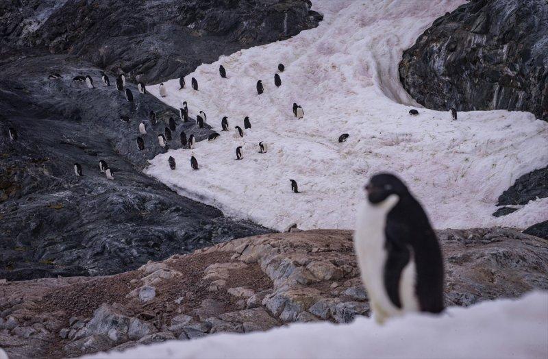 Kaşiflerin gözde noktası beyaz kıta Antarktika 