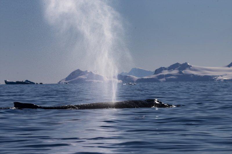 Kaşiflerin gözde noktası beyaz kıta Antarktika 