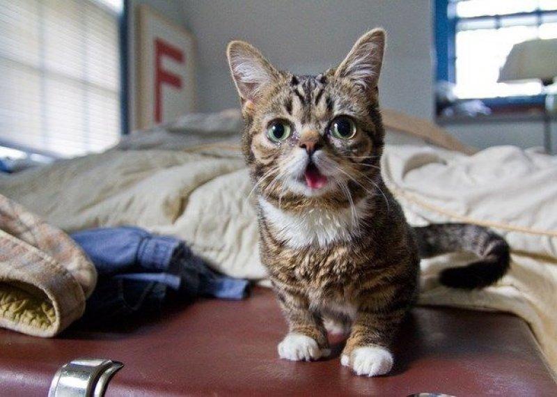 Dünyanın en ünlü kedisi Lil Bub'ın 2 milyon takipçisi bulunuyor