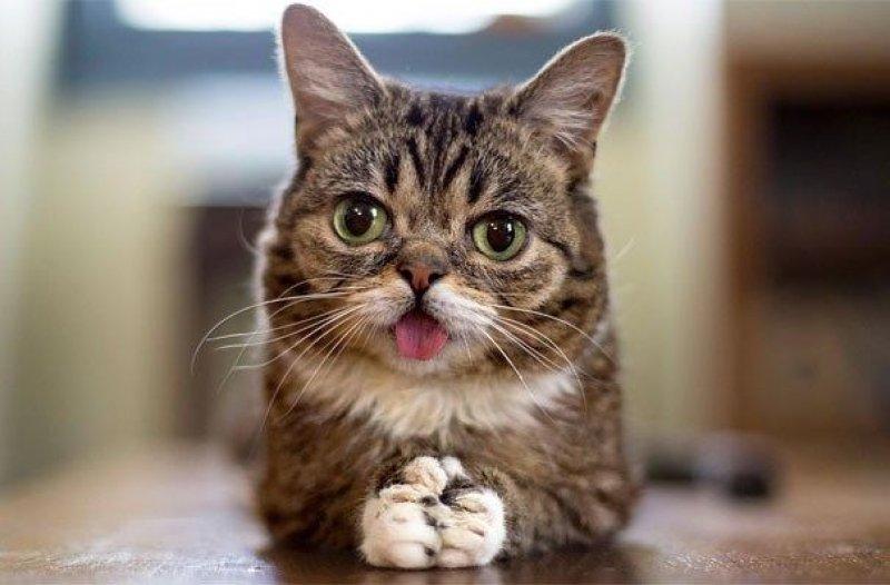 Dünyanın en ünlü kedisi Lil Bub'ın 2 milyon takipçisi bulunuyor