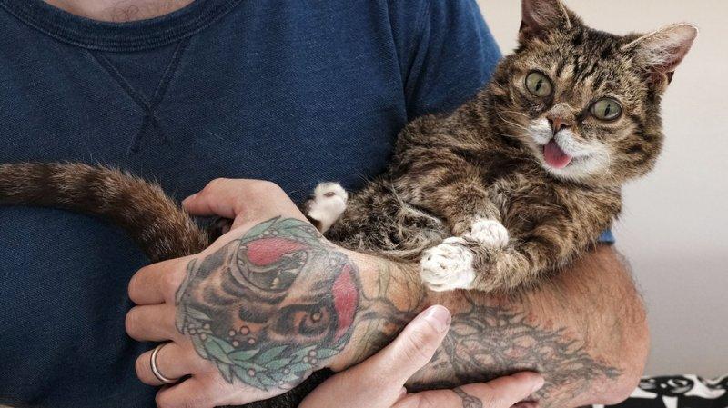 Dünyanın en ünlü kedisi Lil Bub'ın 2 milyon takipçisi bulunuyor