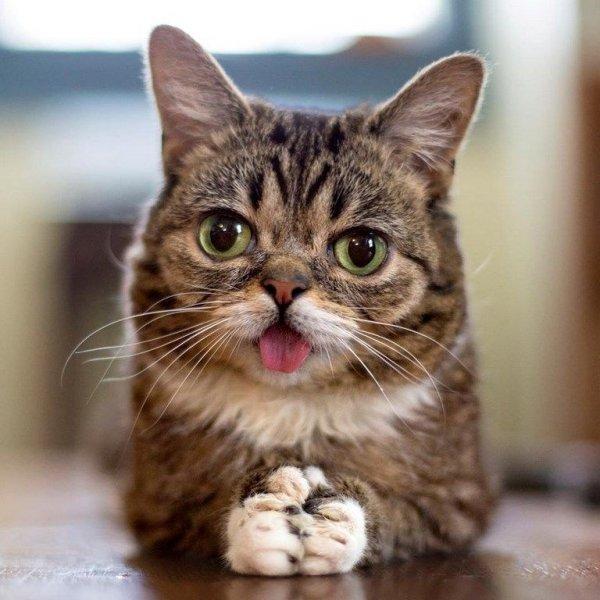Dünyanın en ünlü kedisi Lil Bub'ın 2 milyon takipçisi bulunuyor
