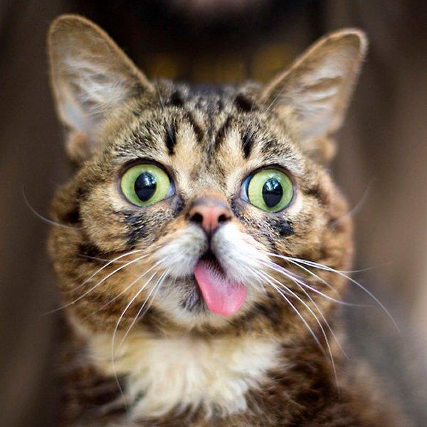 Dünyanın en ünlü kedisi Lil Bub'ın 2 milyon takipçisi bulunuyor