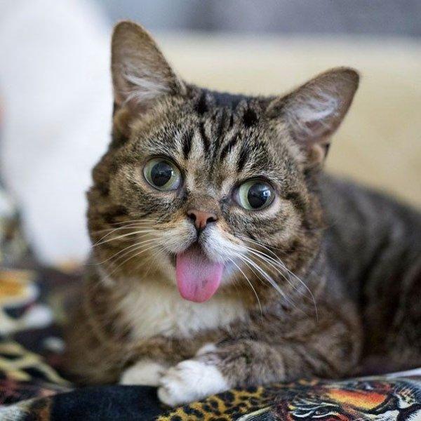Dünyanın en ünlü kedisi Lil Bub'ın 2 milyon takipçisi bulunuyor