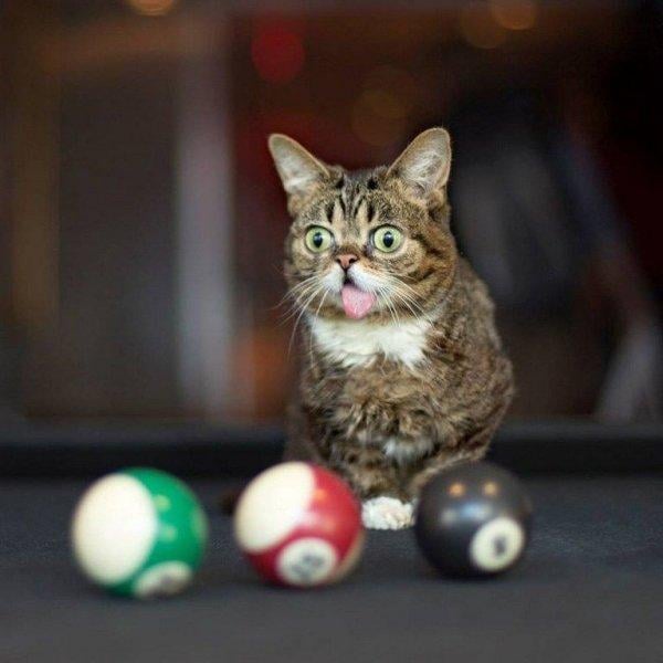 Dünyanın en ünlü kedisi Lil Bub'ın 2 milyon takipçisi bulunuyor