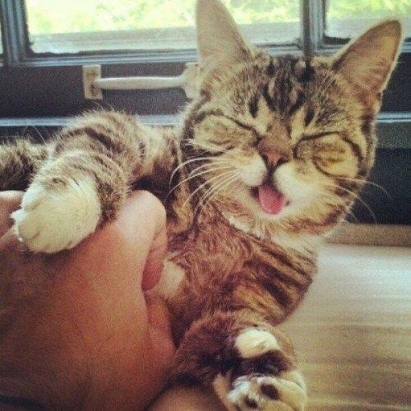 Dünyanın en ünlü kedisi Lil Bub'ın 2 milyon takipçisi bulunuyor