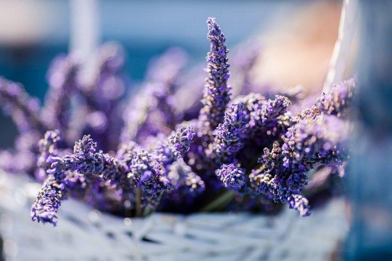 ilkbahar gezi rotaları belirlendi 