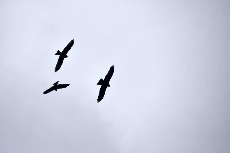 Gümüşhane'de ilk kez görülen Kara Çaylaklar