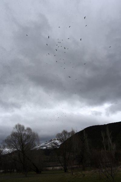 Gümüşhane'de ilk kez görülen Kara Çaylaklar