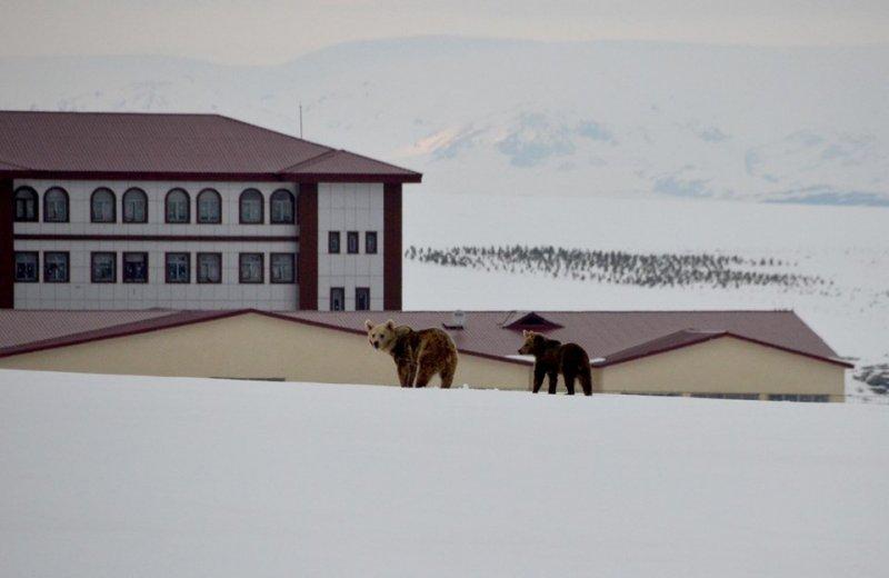 Kış uykusundan uyanan ayılar yiyecek turuna çıktı