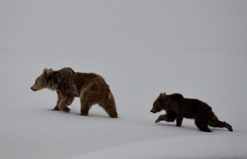 Kış uykusundan uyanan ayılar yiyecek turuna çıktı