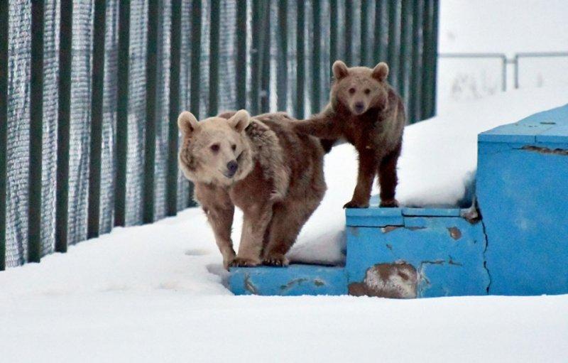 Kış uykusundan uyanan ayılar yiyecek turuna çıktı