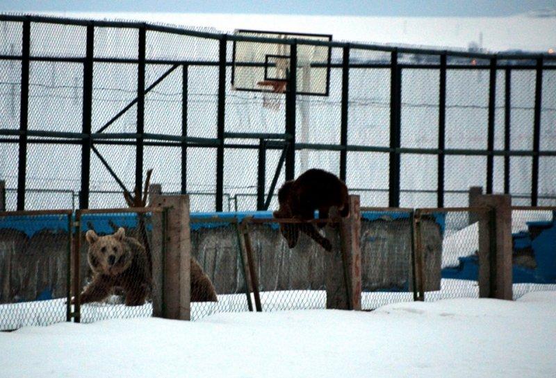Kış uykusundan uyanan ayılar yiyecek turuna çıktı