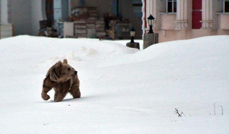 Kış uykusundan uyanan ayılar yiyecek turuna çıktı