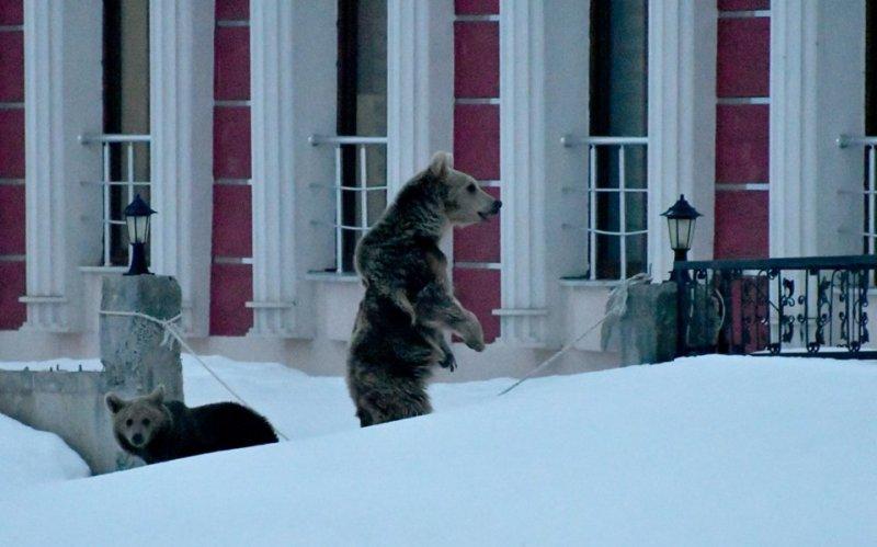 Kış uykusundan uyanan ayılar yiyecek turuna çıktı