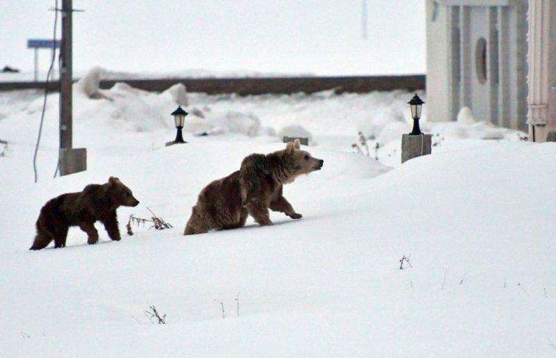 Kış uykusundan uyanan ayılar yiyecek turuna çıktı