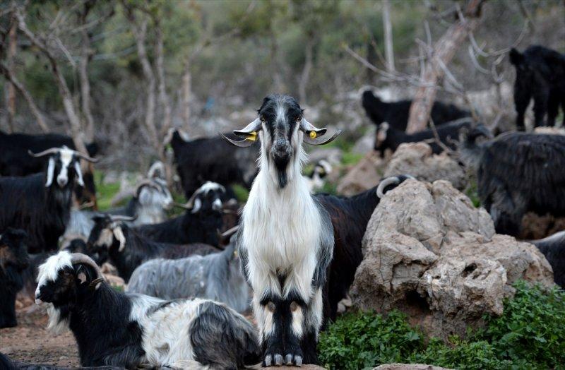Mersin Silifke'de Yörüklerin günlük yaşamı