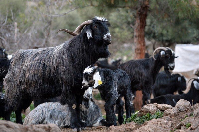 Mersin Silifke'de Yörüklerin günlük yaşamı