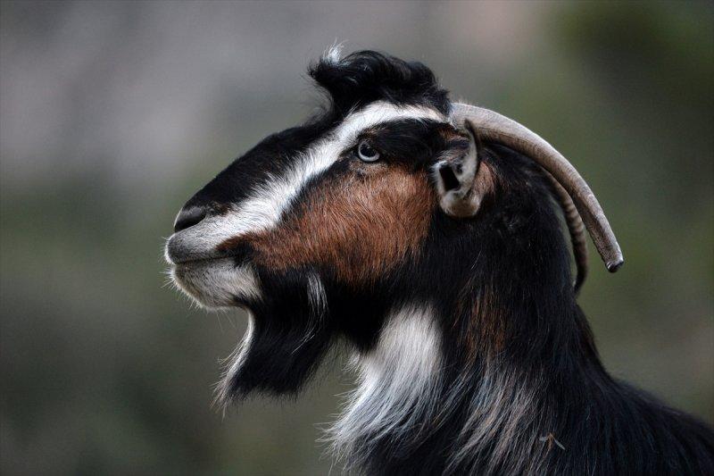 Mersin Silifke'de Yörüklerin günlük yaşamı