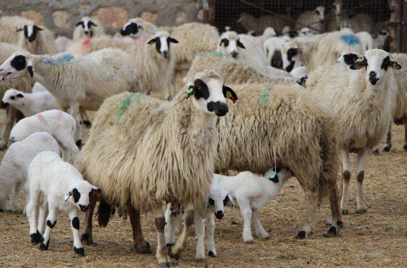 Altız kuzular bereket getirdi, 3 bin 650 kuzu doğdu