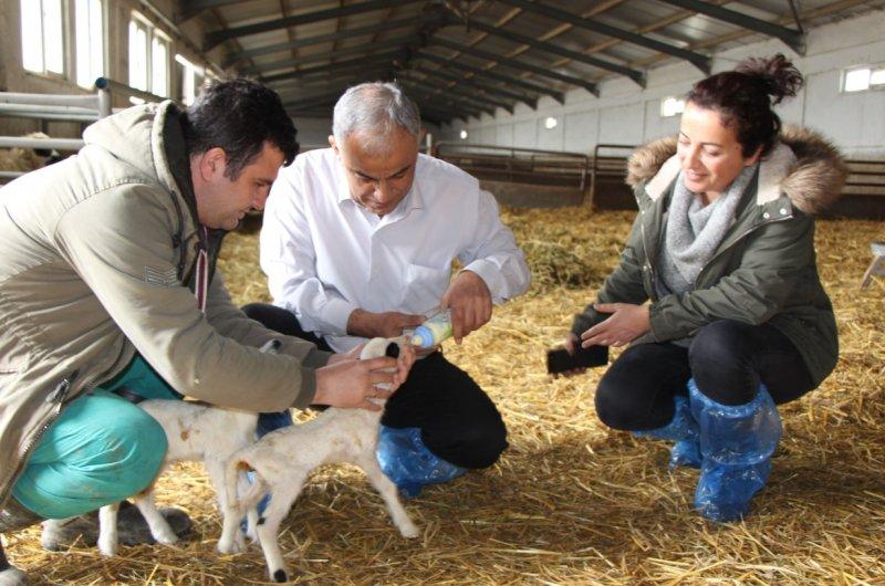 Altız kuzular bereket getirdi, 3 bin 650 kuzu doğdu
