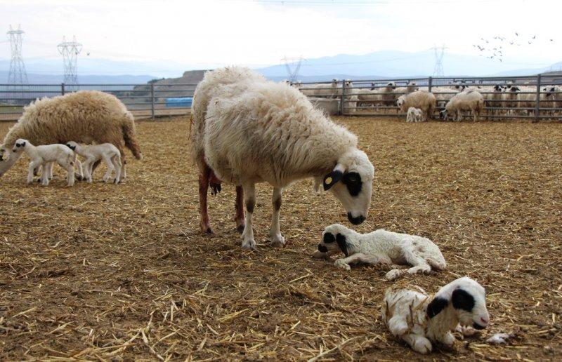 Altız kuzular bereket getirdi, 3 bin 650 kuzu doğdu