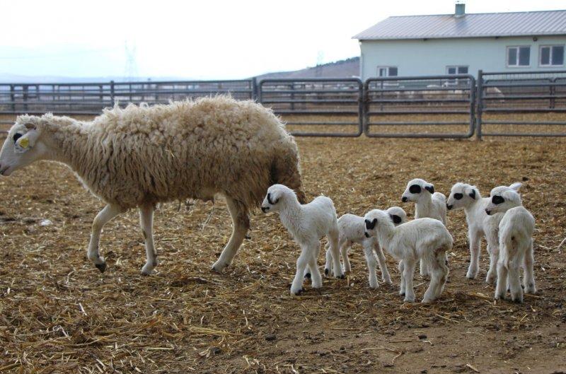 Altız kuzular bereket getirdi, 3 bin 650 kuzu doğdu