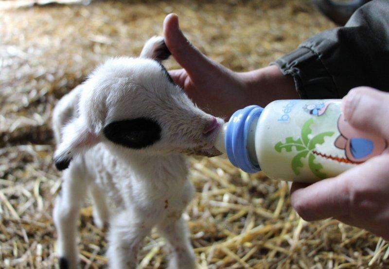 Altız kuzular bereket getirdi, 3 bin 650 kuzu doğdu