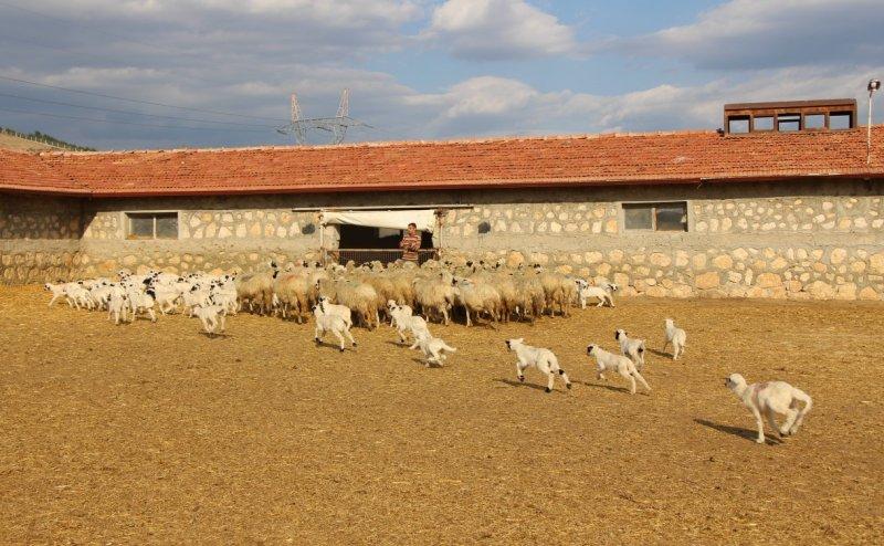Altız kuzular bereket getirdi, 3 bin 650 kuzu doğdu