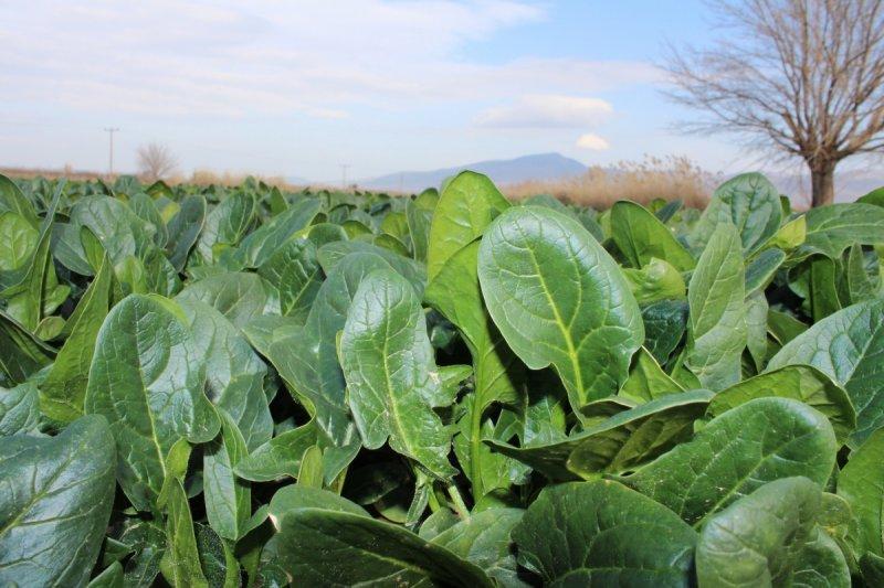 Sperm kalitesini artıran besinler