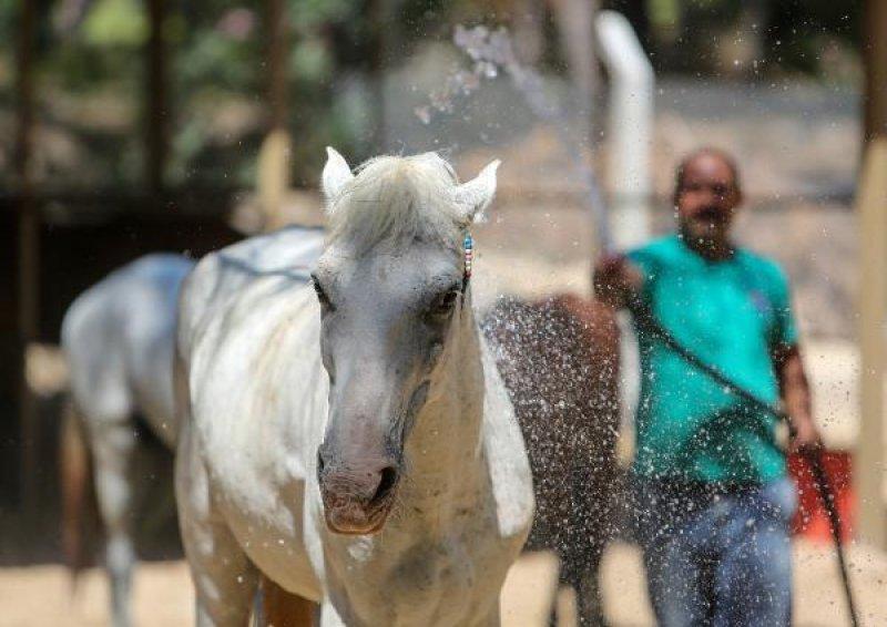 Faytonlardan çekilen atlara özel ilgi